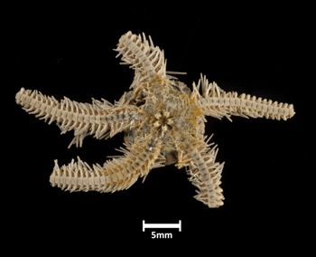 Media type: image;   Invertebrate Zoology OPH-2529 Description: Bottom up view of single ophiuroid specimen with a scale bar.;  Aspect: ventral
